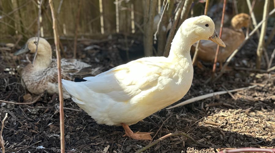How natural sunlight affects pet and backyard ducks thumbnail