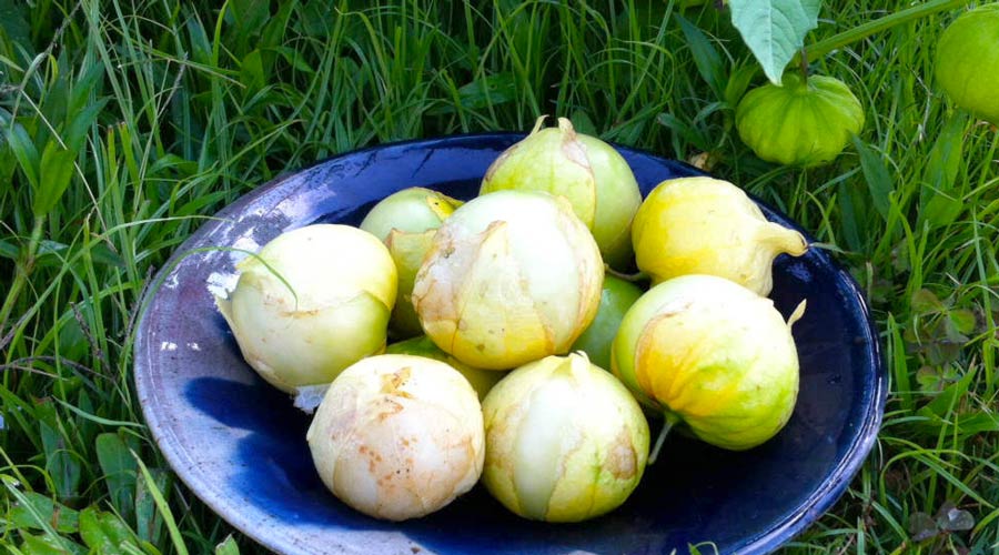 5-minute tomatillo salsa verde recipe thumbnail