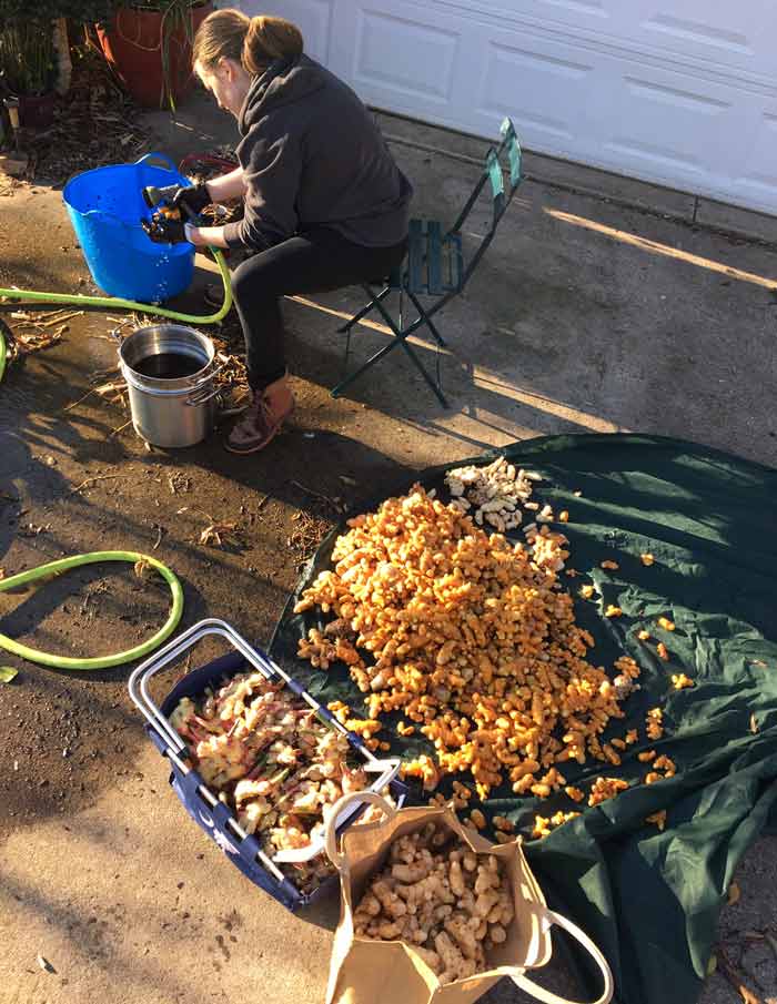 Christiana, Oak Hill's fall intern, hard at work cleaning turmeric and ginger rhizomes. 