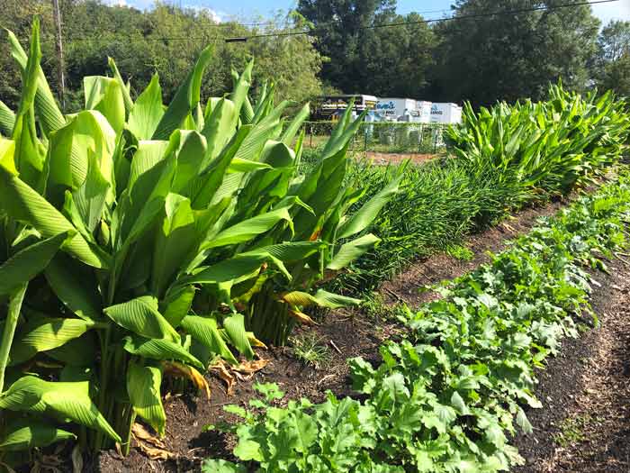 How to grow organic turmeric and ginger anywhere Tyrant Farms