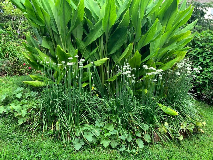 We no longer bother to harvest the Indira Yellow turmeric in our organic edible landscape at the end of the season. We now treat it as an herbaceous perennial that comes back each year. Whenever we need turmeric rhizomes for a recipe, we know where to find them, any month of the year. Pictured: turmeric in the center of a circular bed with garlic chives and melons finishing out the edges. 