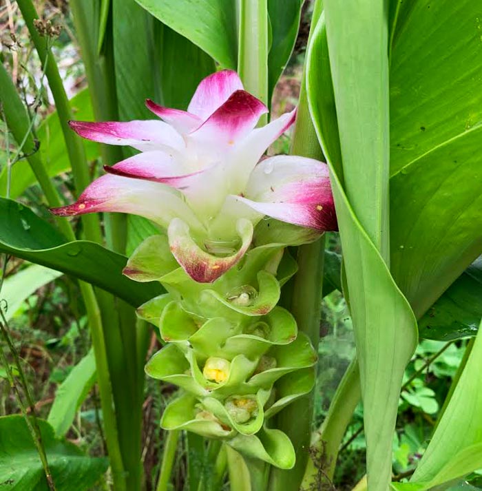 Turmeric flowers are stunningly beautiful and edible. These are blooming in late August in zone 7b.