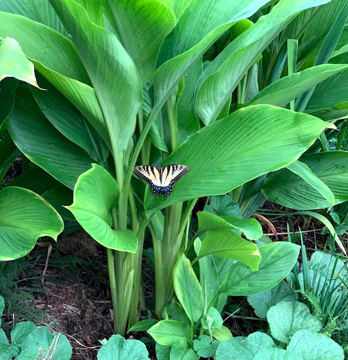 These turmeric leaves are in perfect shape for using as wraps in various Asian dishes. Eastern swallowtail butterfly provides some size perspective!