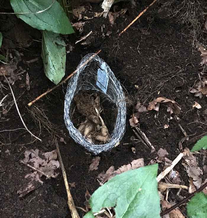 How to prevent or stop voles using Vole King baskets.