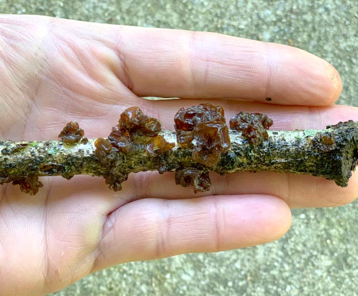 Brown witch's butter fungi (Exidia recisa).