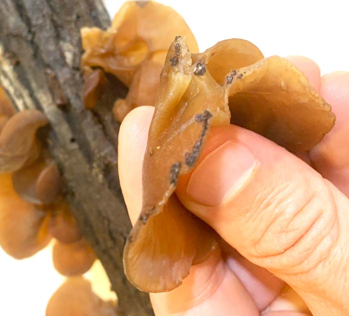 A wood ear mushroom after being pulled off a log. This mushroom will need to have the bark bits cut off with a knife and be washed before cooking or storing. 