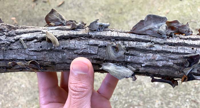These dried wood ear mushrooms don't stand out nearly as prominently as when they're saturated. 