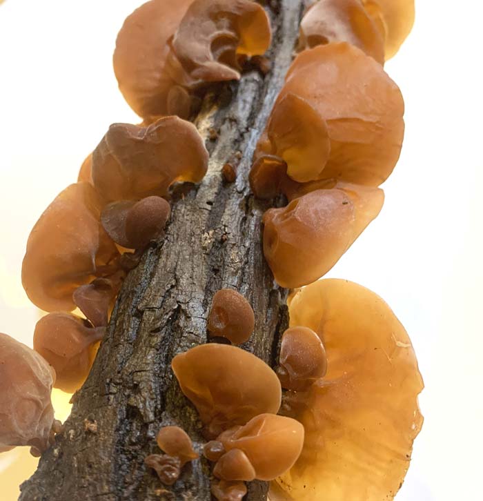 A log from our garden with fruiting wood ear mushrooms. 