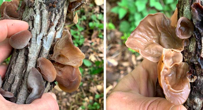 Wood ear mushroom identification - A closer look at the top surface of wood ear mushroom caps (left) and bottom spore-emitting surface (right).