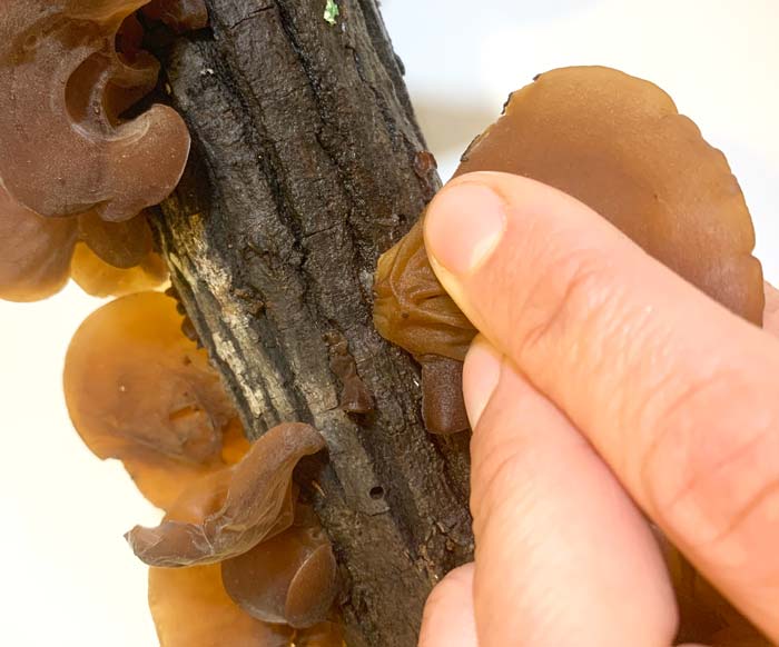 A closer look at the stalk attaching the fruiting body of a wood ear mushroom to the wood it's digesting. 