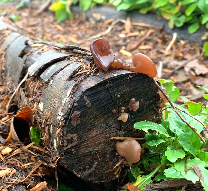 Wood ear mushrooms on a log outlining a path in our garden. These are just starting to fruit in December. 