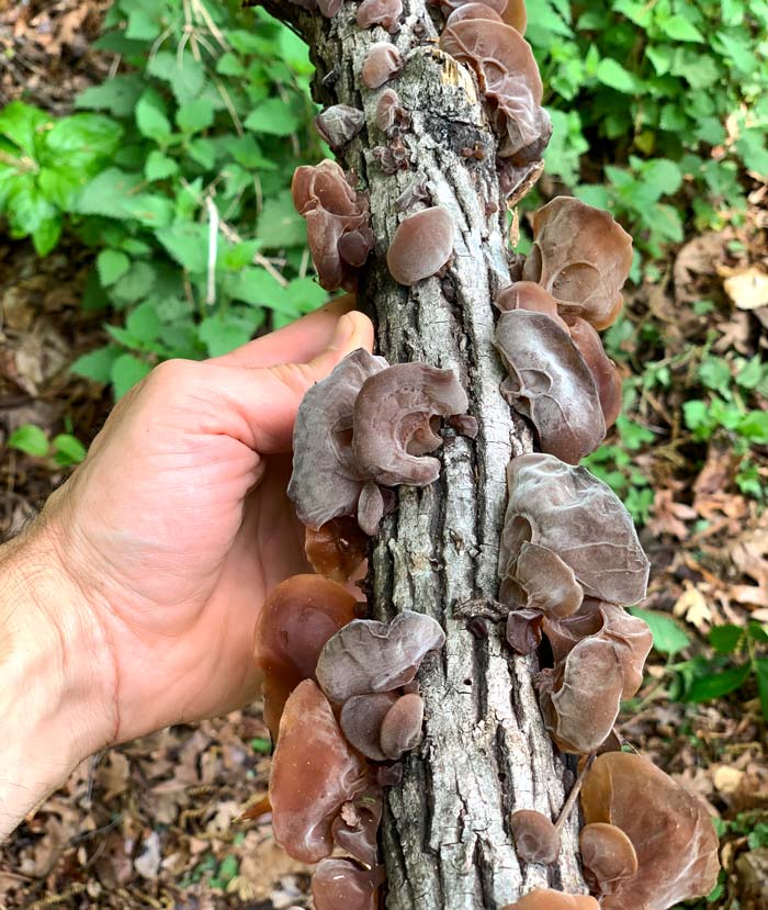 Wood ear mushrooms fruiting on a dead branch in South Carolina.