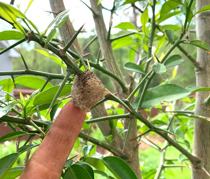Side note: Yuzu trees are VERY thorny, so wear gloves when pruning and harvesting fruit. Those intimidating yuzu thorns didn't stop a Chinese mantis from putting its egg case here though.
