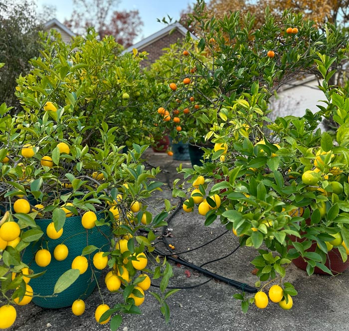Our potted citrus plants in November. These wouldn't be so pretty and productive if we couldn't move them into protection before freezing weather.