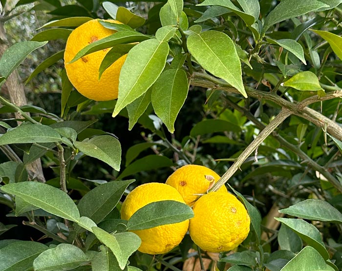 Perfectly ripe yuzus on our in-ground yuzu tree in early November on the outskirts of Greenville, SC.
