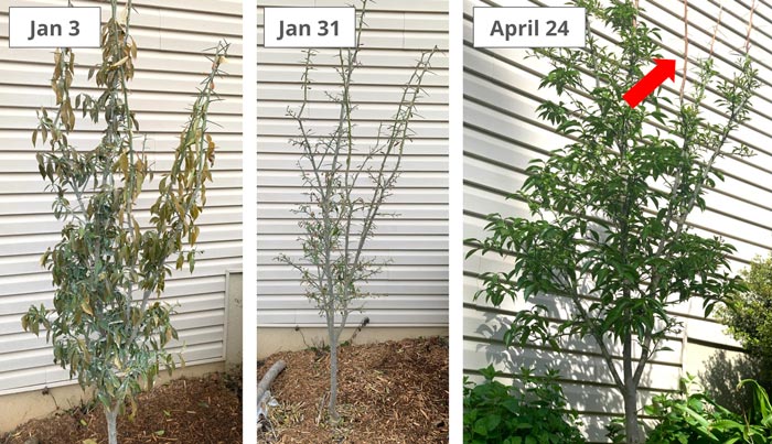 Our 4-5 year old in-ground yuzu tree did not like 6, but it bounced right back by spring. Right side picture: Notice that the tender new growth tips at the top of the plant did permanently die back due to the extreme cold. These were pruned off.