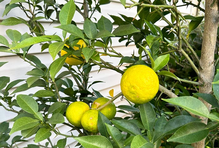 Yuzu fruit nearing ripeness in late October.